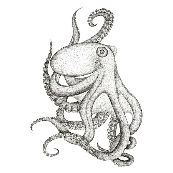 Octopus