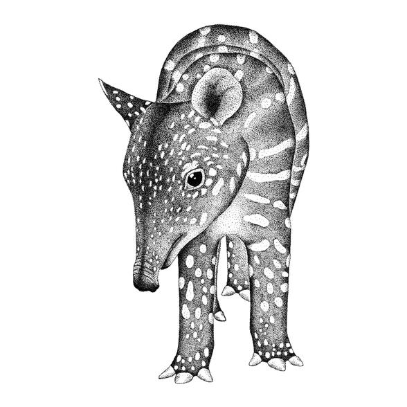 Baby Tapir