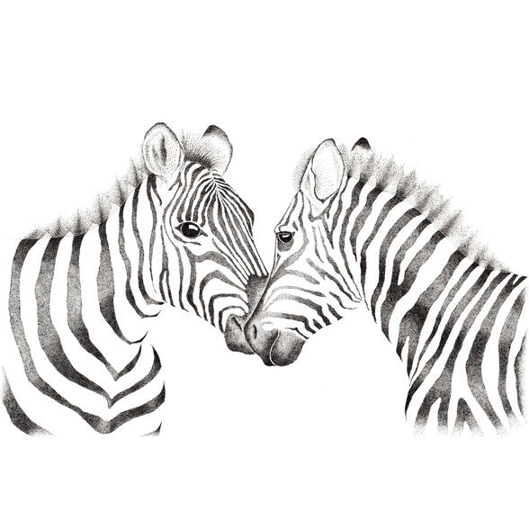 Zebras