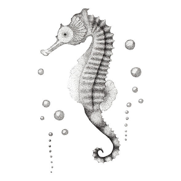 Sea Horse