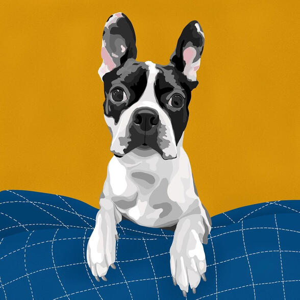 Boston Terrier puppy